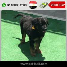 مصر القاهرة الجديدة جرو جيرمن شيبرد اصلي Long Hair مواليد ١٠ ٦ ٢٠١٦ و صورة الاب و الام مرفقه Pet4sell Dogs Animals