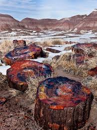 111211 Petrified Wood Np 229 Photo By Photographer Wanghan Li Petrified Forest National Park Petrified Forest Nature