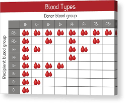 Chart Of Blood Types In Drops Medical And Healthcare Infographic Acrylic Print