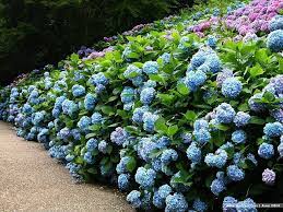 Pin By Wendy Jacobs On Landscaping Ideas Hydrangea Garden Blue Hydrangea Flowers Beautiful Hydrangeas