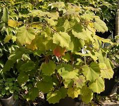 Image result for Roldana