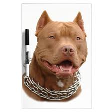 pitbull dog dry erase board zazzle com in 2021 red nose pitbull pitbull terrier american pitbull terrier