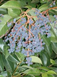 Image result for Ligustrum lucidum