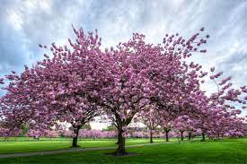 Interesting Facts About Cherry Trees Flowering Cherry Tree Black Cherry Tree Sour Cherry Tree