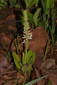 Image result for Aeollanthus homblei