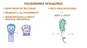 Синегнойная палочка (pseudomonas aeruginosa, псевдомонада). Pseudomonas Aeruginosa Osmosis