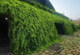 Image result for Dolichandra unguis-cati