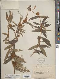 Image result for Eriosema laurentii