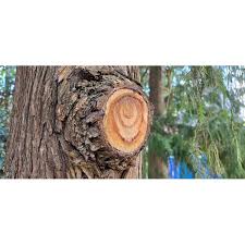 Image result for Cupressus funebris