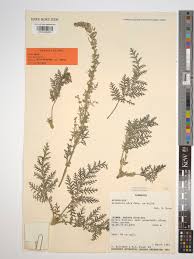 Image result for Artemisia afra