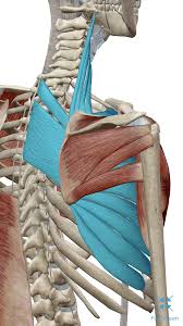 Muscles over rib cage : Back Muscles Under Rib Cage Page 1 Line 17qq Com