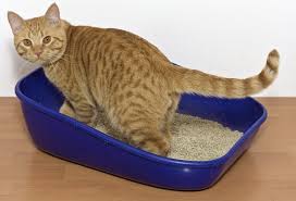 Kedi Kumu Tercihi Konusunda Si Patiliyo Com