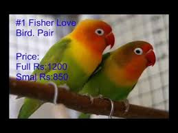 Love Birds Prices In Pakistan 10 4 2018 Youtube