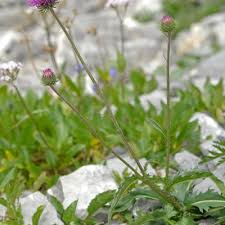 Image result for Carduus leptacanthus