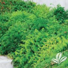 Image result for A. densiflorus Sprengeri