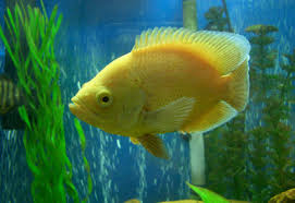 They are popular catch in both recreational sport fishing (marlin), and commercial fishing (halibut and tuna.) many species are also captured, raised and bred to be kept as pets for more advanced aquarium. The Ideal Tank Setup For Oscars Ratemyfishtank Com