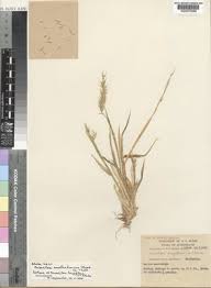 Image result for Eriochloa fatmensis