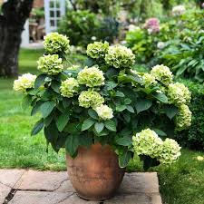 Pin Pa Garden Inspiration