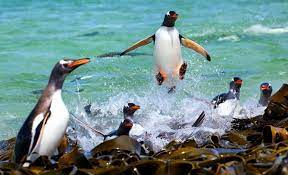 Picture Of The Day I Believe I Can Fly Penguins Animals Animal Photo