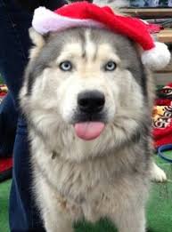 67 Ide Anjing Anjing German Shepherd Blue Heeler