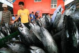 Dari begitu banyak jenis ikan kakap di indonesia ada tiga suku yang cukup di kenal oleh masyarakat, yakni suku lutjanidae, labotidae, dan centropomidae. Harga Ikan Di Pasar Tradisional Indramayu Melonjak Republika Online