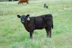 Black Angus Calves For Sale Near Me Lowline Angus Cattle Miniature Cow Breeds Cattle Miniature Cattle