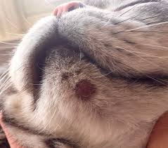 Check spelling or type a new query. Chin Sore Any Ideas Treatment Thecatsite