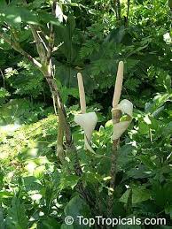 Image result for Gonatopus clavatus