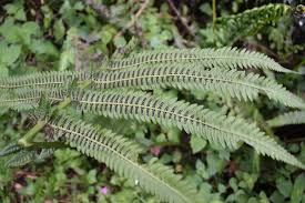 Image result for Pneumatopteris unita