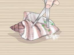 Ich übernehme keinerlei haftung für schäden und verletzungen! Ohne Bohrer Ein Loch In Eine Muschel Hinein Bohren 11 Schritte Mit Bildern Wikihow