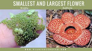 Flowers and plants have been used medicinally for thousands of years. Smallest Or Largest Or Oldest Some Interesting Plant Facts