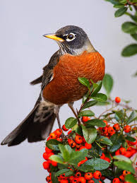 Maybe you would like to learn more about one of these? Birds Of Wisconsin