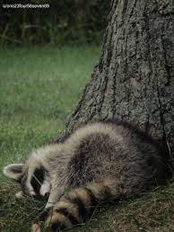 Itap Of A Sleeping Raccoon By One23four56seven89 Photos Amazingworld World Amazingphotography Amate Raccoon Unique Photography Amazing Photography
