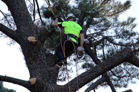 Ace tree care, formerly known as aaa ace tree services was founded 10 years ago, from a passion for the arboriculture industry. Sydney Aborist All Types Of Tree Cutting Clearing Removal Action Arbor