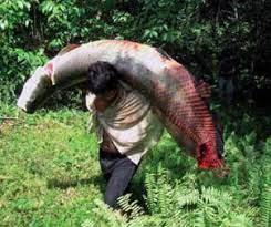 We did not find results for: Ikan Laga 7 Ikan Cupang Terbesar Didunia Aneh Unik Betta Fish The World S Largest
