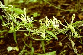 Image result for Ceropegia stenantha