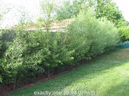 If your property is subject to fast, cold drafts that blow in throughout the year, then a line. 24 Austree Hybrid Willow Trees Salix Matsudana X Alba Austrees