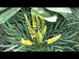 Its relatively fine texture sets it apart from other landscape plants with less refined foliage. Mahonia Eurybracteata Soft Caress Youtube