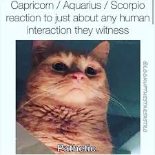 Submitted 22 hours ago by mimi97b. Funny Cat Memes Animal Memes Funny Animal Memes