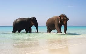 صورة لفيل Elefanten Tapete Elefanten Bilder Elefanten Hintergrund
