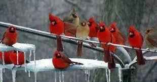 Black Bird With Orange Belly Michigan Pin By Belly Dance Store Artemis Im On Birds Stuff Beautiful Birds Birds Red Birds