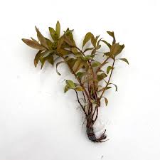 Image result for Nesaea