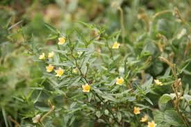 Image result for Sida javensis