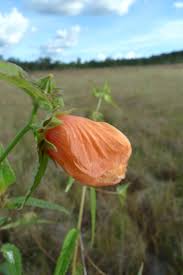 Image result for Malvaceae: Byttnerioideae, Helicteroideae