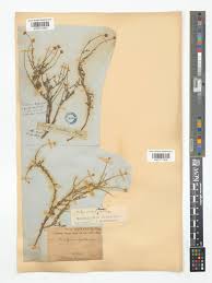 Image result for Pentzia incana