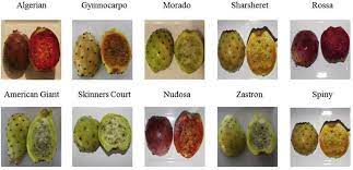 Prickly pear flower color varies by type, usually yellow, red or purple. Fruits Of The 10 Cultivars Of Opuntia Ficus Indica Used In This Study Download Scientific Diagram