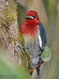 Birds Of Western Washington State Aka Bird Nerd 2008 May 26 Beautiful Birds Birds Washington State