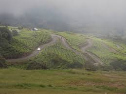 Jika ditempuh perjalanan darat dari kota palembang akan menghabiskan waktu selama 8 jam. Pemandangan Kebun Teh Dilihat Dari Atas Dekat Titik Awal Pendakian Foto Gunung Dempo Pagar Alam Tripadvisor