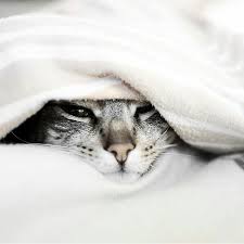 Pin By Rigel Grace On Chat Crazy Cats Crazy Cat Lady Animals
