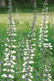 Image result for Baphiopsis parviflora